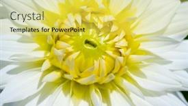  Presentation with dew - 