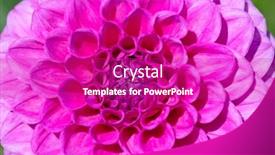  Presentation with dew - 