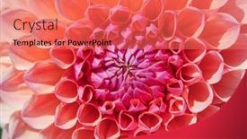  Presentation with colorful flower - 