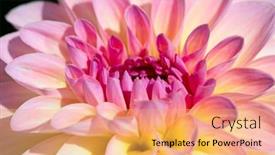  Presentation with colorful flower - 