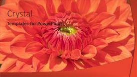  Presentation with colorful flower - 