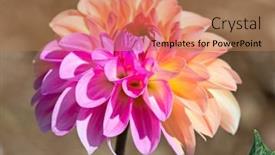  Presentation with dew - 