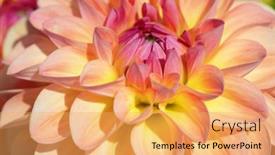  Presentation with dew - 