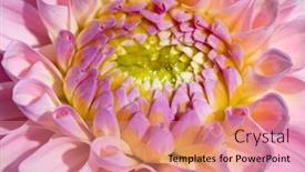  Presentation with colorful flower - 