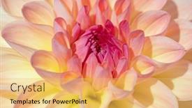  Presentation with colorful flower - 