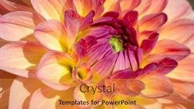  Presentation with colorful flower - 