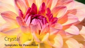  Presentation with dew - 