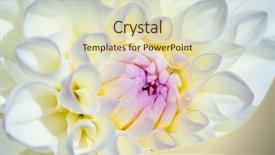  Presentation with flower border colorful made - PPT layouts consisting of colorful dahlia flower with morning background and a  colored foreground