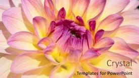  Presentation with dew - 