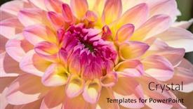  Presentation with colorful flower - 