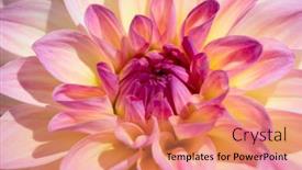  Presentation with dew - 