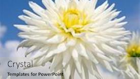  Presentation with colorful flower - 