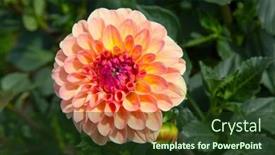  Presentation with dew - 