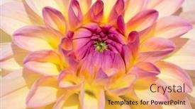  Presentation with colorful flower - 