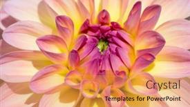  Presentation with dew - 