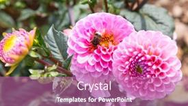  Presentation with dew - 