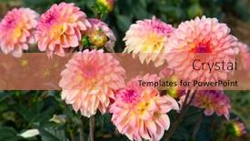  Presentation with colorful flower - 