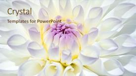  Presentation with flower border colorful made - Audience pleasing theme consisting of colorful dahlia flower with morning backdrop and a  colored foreground