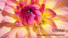  Presentation with colorful flower - PPT layouts featuring colorful dahlia flower with morning background and a  colored foreground