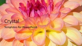  Presentation with colorful flower - Cool new slides with colorful dahlia flower with morning backdrop and a  colored foreground