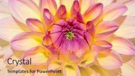  Presentation with colorful flower - Theme enhanced with colorful dahlia flower with morning background and a yellow colored foreground