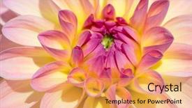  Presentation with flower border colorful made - Amazing PPT layouts having colorful dahlia flower with morning backdrop and a  colored foreground