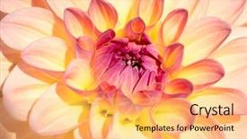  Presentation with flower border colorful made - Slide deck consisting of colorful dahlia flower with morning background and a  colored foreground