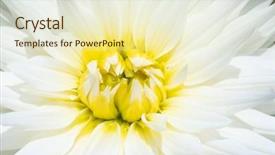 Presentation with colorful flower - PPT layouts with colorful dahlia flower with morning background and a  colored foreground