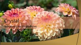  Presentation with flower border colorful made - Colorful slide deck enhanced with colorful dahlia flower with morning backdrop and a  colored foreground
