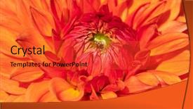  Presentation with colorful flower - Presentation theme having colorful dahlia flower with morning background and a  colored foreground
