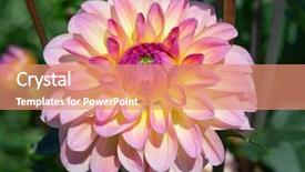  Presentation with colorful flower - Audience pleasing PPT theme consisting of colorful dahlia flower with morning backdrop and a  colored foreground