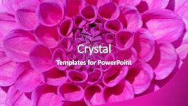  Presentation with colorful flower - Cool new presentation theme with colorful dahlia flower with morning backdrop and a  colored foreground