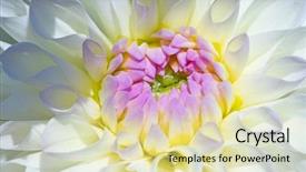  Presentation with flower border colorful made - PPT theme enhanced with colorful dahlia flower with morning background and a  colored foreground