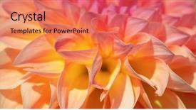  Presentation with flower border colorful made - Beautiful PPT theme featuring colorful dahlia flower with morning backdrop and a  colored foreground