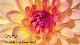 Presentation with colorful flower - Colorful theme enhanced with colorful dahlia flower with morning backdrop and a  colored foreground