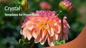  Presentation with colorful flower - PPT theme having colorful dahlia flower with morning background and a  colored foreground