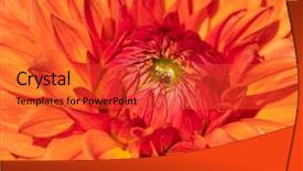  Presentation with flower border colorful made - Presentation theme with colorful dahlia flower with morning background and a  colored foreground