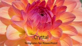  Presentation with flower border colorful made - Audience pleasing presentation theme consisting of colorful dahlia flower with morning backdrop and a  colored foreground