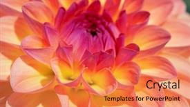  Presentation with colorful flower - Cool new presentation design with colorful dahlia flower with morning backdrop and a  colored foreground