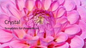  Presentation with colorful flower - Presentation theme enhanced with colorful dahlia flower with morning background and a  colored foreground