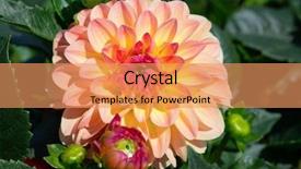  Presentation with flower border colorful made - Amazing presentation having colorful dahlia flower with morning backdrop and a coral colored foreground