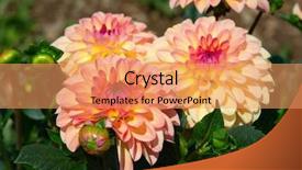  Presentation with colorful flower - Presentation theme consisting of colorful dahlia flower with morning background and a  colored foreground