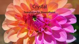  Presentation with flower border colorful made - Beautiful presentation theme featuring colorful dahlia flower with morning backdrop and a  colored foreground