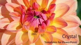  Presentation with flower border colorful made - Presentation with colorful dahlia flower with morning background and a  colored foreground