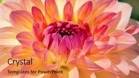  Presentation with colorful flower - Colorful presentation theme enhanced with colorful dahlia flower with morning backdrop and a  colored foreground