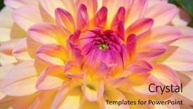  Presentation with flower border colorful made - Presentation theme having colorful dahlia flower with morning background and a  colored foreground