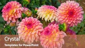  Presentation with colorful flower - Colorful presentation theme enhanced with colorful dahlia flower with morning backdrop and a coral colored foreground