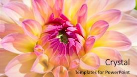  Presentation with colorful flower - Slide set having colorful dahlia flower with morning background and a coral colored foreground
