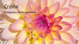  Presentation with colorful flower - Presentation theme featuring colorful dahlia flower with morning background and a coral colored foreground