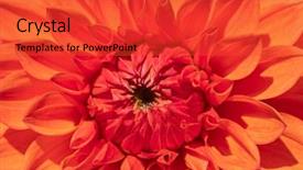  Presentation with colorful flower - Amazing presentation theme having colorful dahlia flower with morning backdrop and a red colored foreground